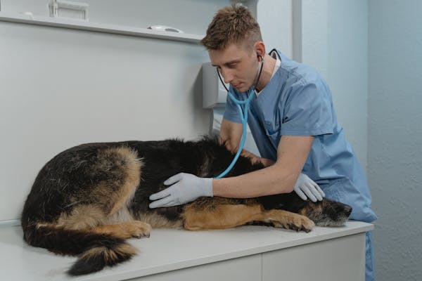 Cat at veterinary checkup
