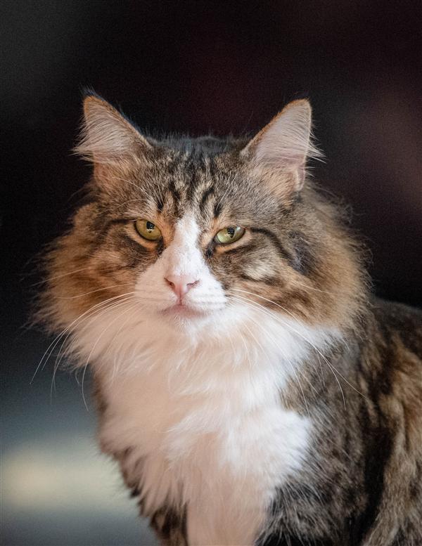Our special patient